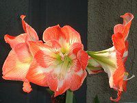 A}X(Amaryllis)
