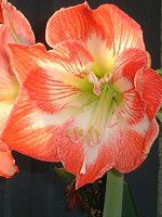 A}X(Amaryllis)
