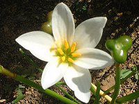 [tBTXEJfB_(Zephyranthus candida)