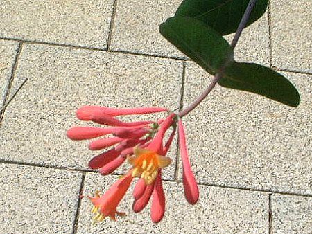 gybgEnj[TbN(trumpet honeysuckle)