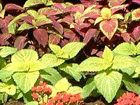 REX(Coleus)
