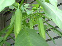 ANGEL'S TRUMPET TREE