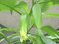 ANGEL'S TRUMPET TREE