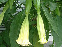 ANGEL'S TRUMPET TREE