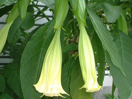 GWFXEgybgEc[(Angel's trumpet tree)