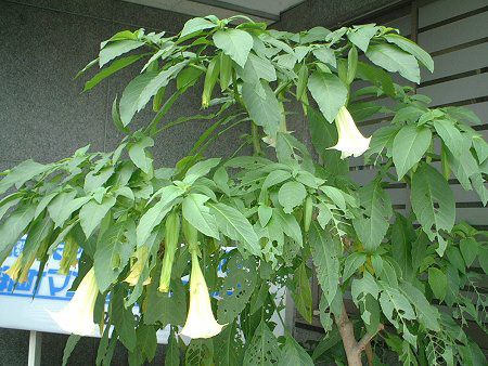 GWFXEgybgEc[(Angel's trumpet tree)