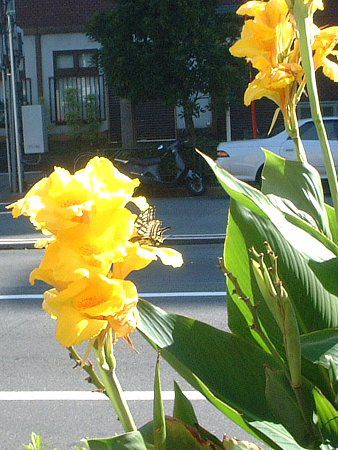 Ji(Canna)-yellow