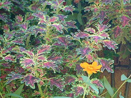 REX(Coleus)