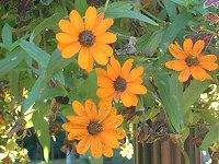 WjAlAX(Zinnia linearis)