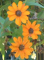 WjAlAX((Zinnia linearis)