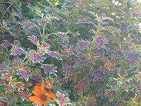 REX(Coleus)