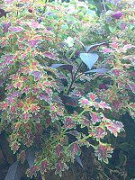 REX(Coleus)