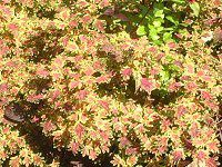 REX(Coleus)