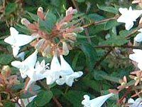 AxA(Abelia)