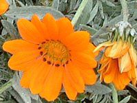 KUjA(Gazania)