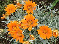 KUjA(Gazania)