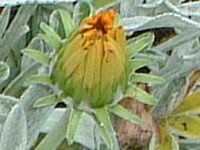 KUjA(Gazania)