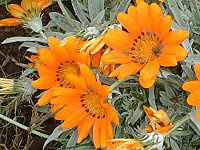 KUjA(Gazania)