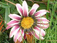 KUjA(Gazania)