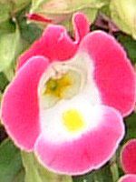 gjA(Torenia)