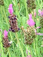 XgGJXEx_[(Stoechas lavender)