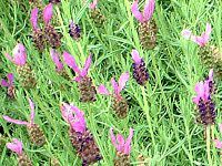 XgGJXEx_[(Stoechas lavender)