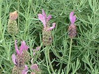 XgGJXEx_[(Stoechas lavender)