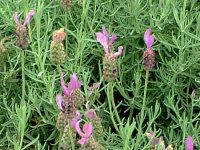 XgGJXEx_[(Stoechas lavender)