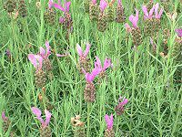 XgGJXEx_[(Stoechas lavender)