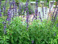 x_[Z[W(Lavender sage)