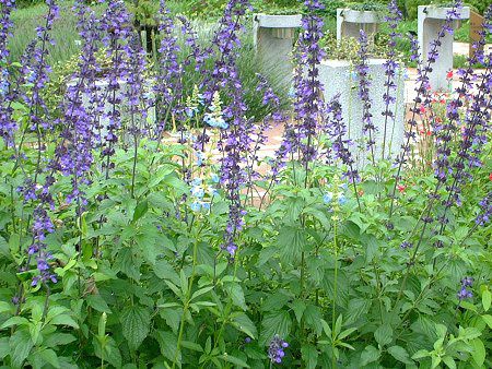 x_[Z[W(Lavendersage)