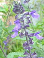 x_[Z[W(Lavender sage)