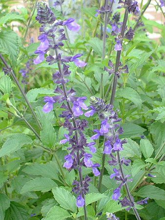 x_[Z[W(Lavendersage)