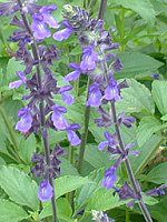 x_[Z[W(Lavender sage)