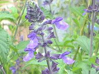 x_[Z[W(Lavender sage)