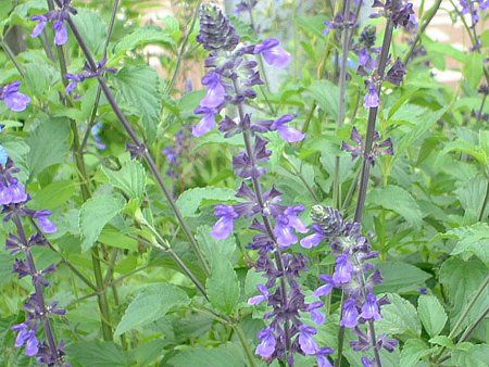 x_[Z[W(Lavendersage)