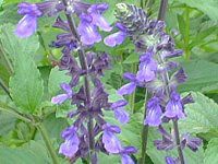 x_[Z[W(Lavender sage)