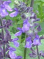 x_[Z[W(Lavender sage)