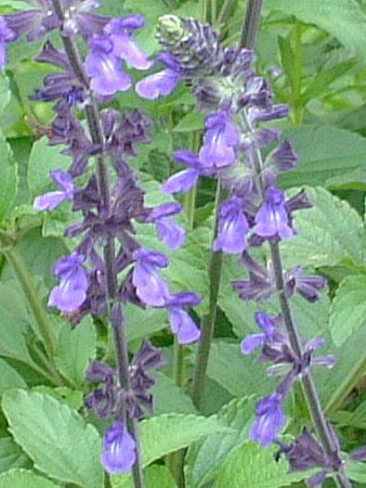 x_[Z[W(Lavendersage)