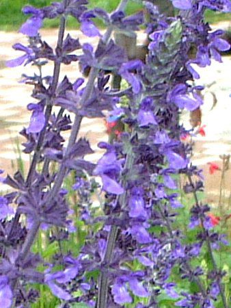 x_[Z[W(Lavendersage)