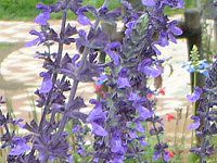 x_[Z[W(Lavender sage)