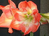 A}X(Amaryllis)