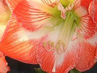 A}X(Amaryllis)