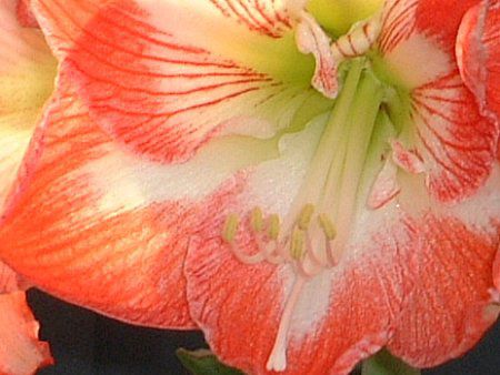 A}X(Amaryllis)