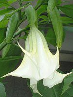 ANGEL'S TRUMPET TREE