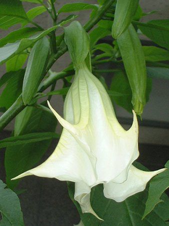 GWFXEgybgEc[(Angel's trumpet tree)