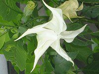 ANGEL'S TRUMPET TREE