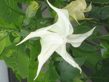 GWFXEgybgEc[(Angel's trumpet tree)