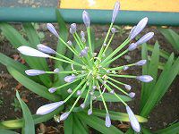 AKpTX(Agapanthus)