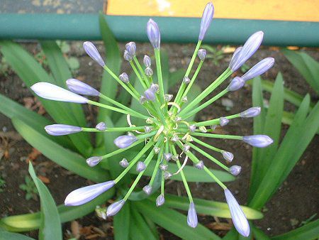 AKpTX(Agapanthus)
